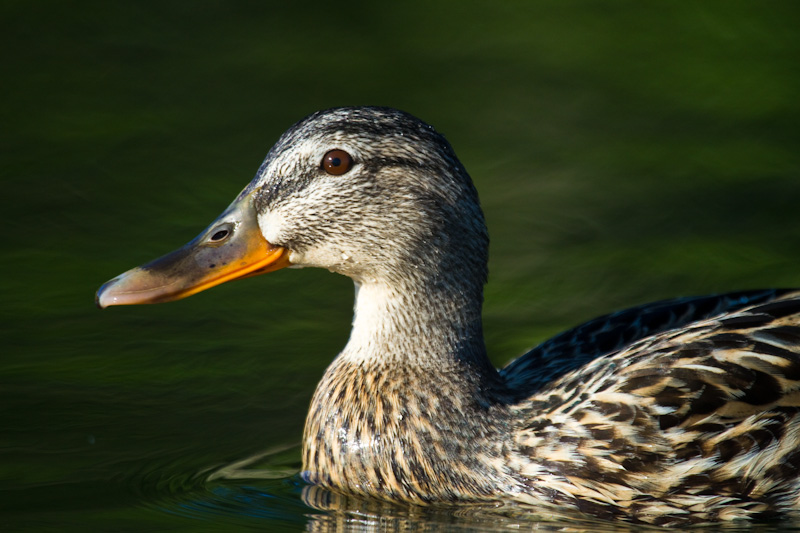 Mallard